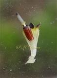  Disc floret